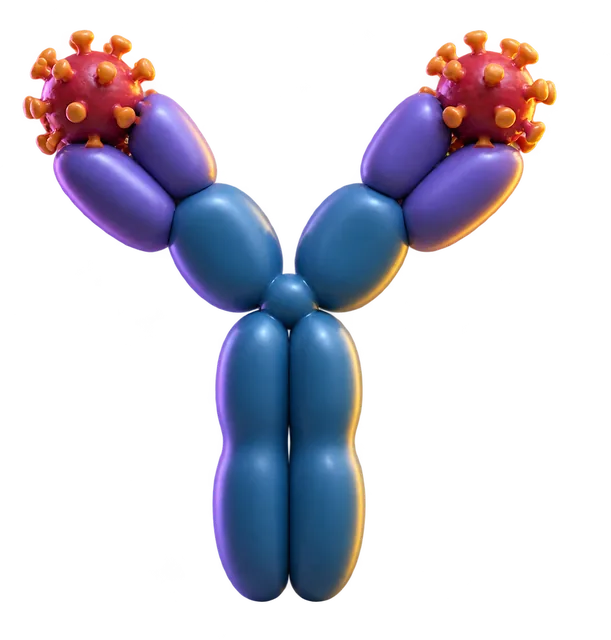 Antibody lesson