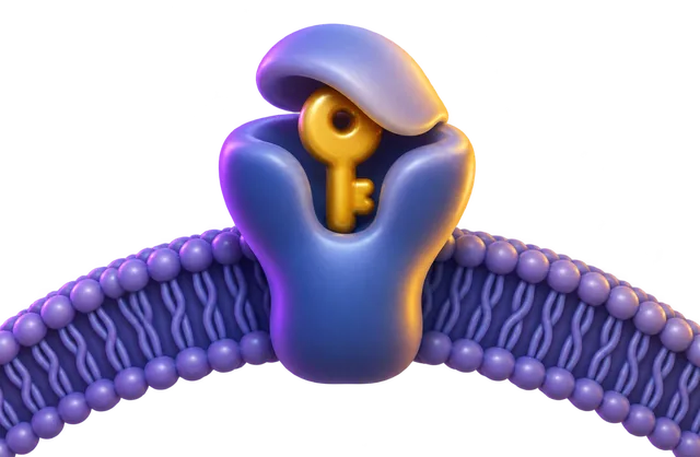 5-HT2A receptor lesson