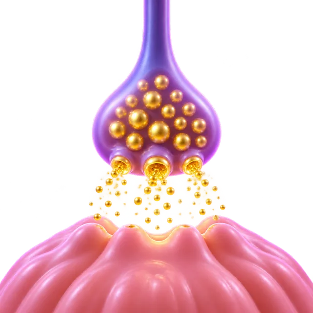 Synaptic vesicle lesson